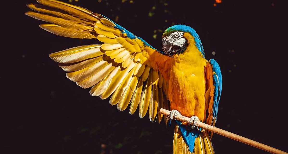 Donna di Alessandria multata di 3 mila euro per un pappagallo esotico che aveva in casa