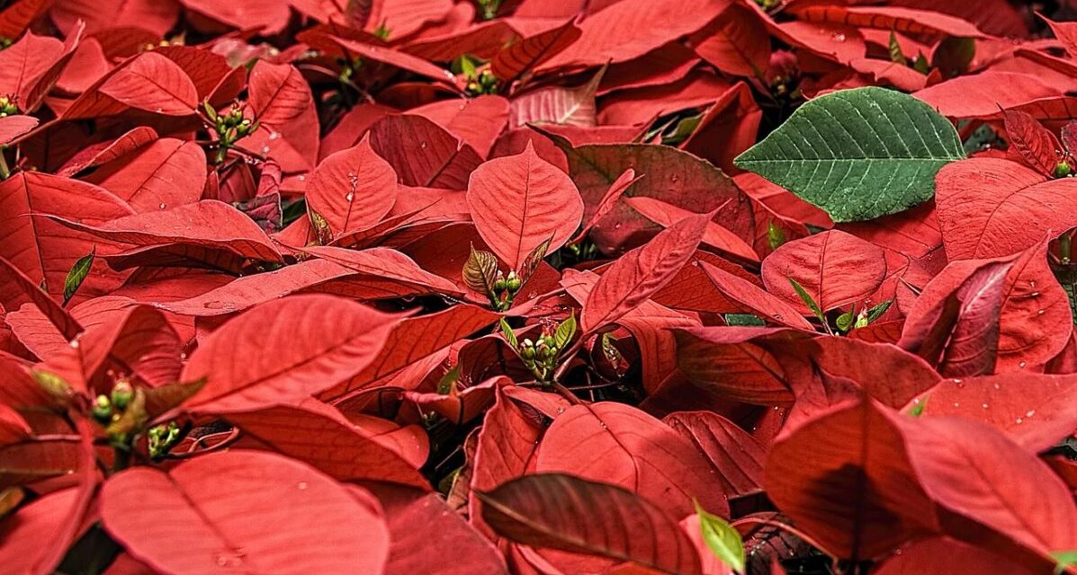 Ad alessandria dal 1° dicembre  il primo calendario dell’avvento animato