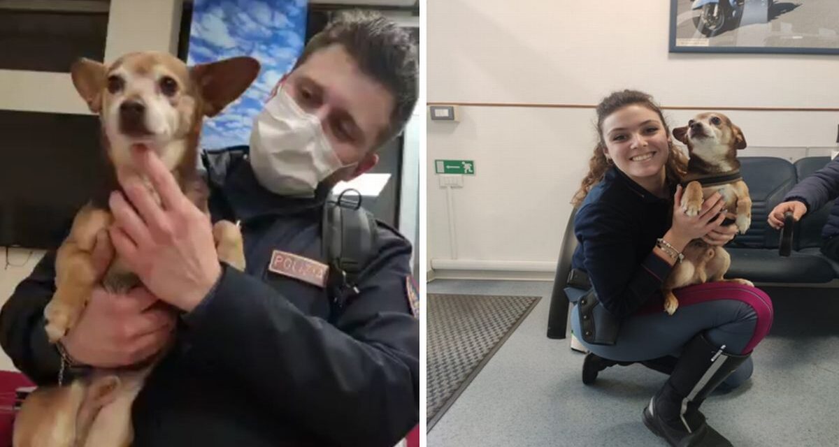 Ruba un’auto con questo cagnolino a bordo, salvato dalla Polstrada Alessandria