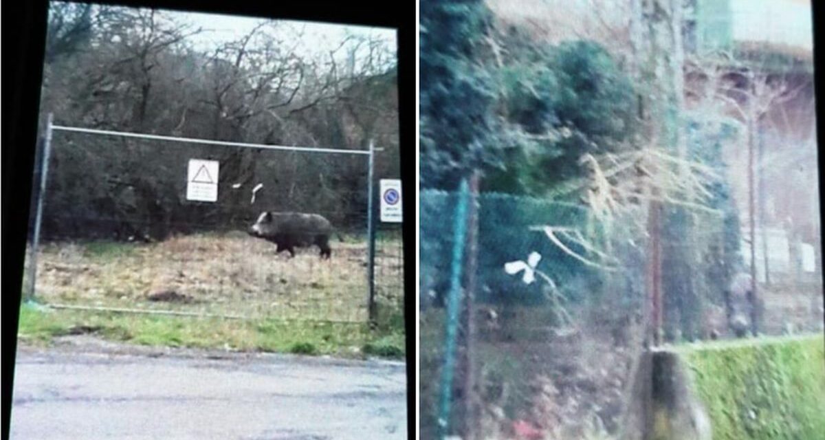 La storia del “Cinghiale domestico” a Tortona, adottato dagli abitanti del quartiere