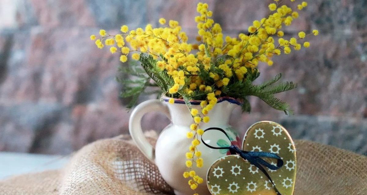Festa della donna: la mimosa made in Liguria grande protagonista dell’8 marzo