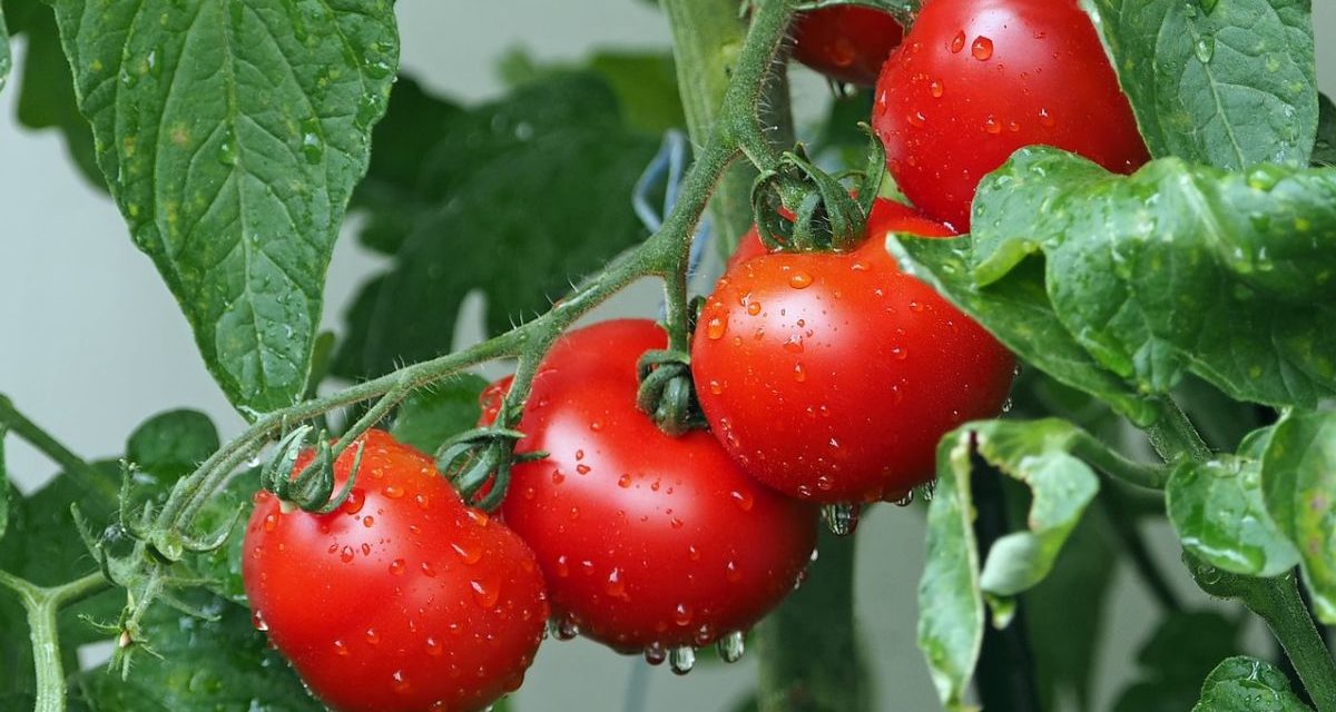 Confagricoltura Alessandria sulle gelate: danni a frutteti, vigneti e i pomodori