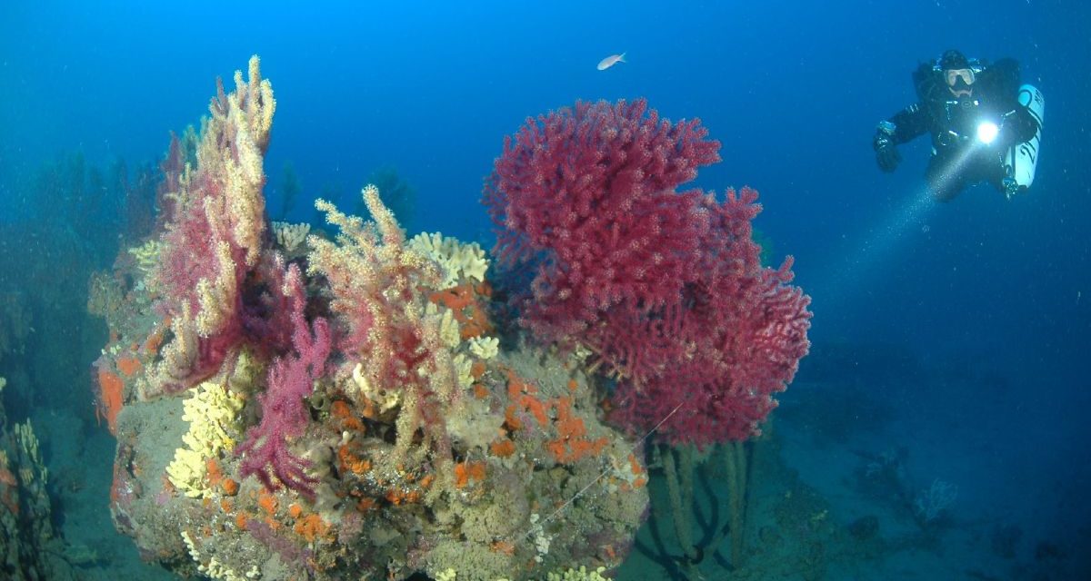 Un tuffo nel ‘SIC’ marino di Capo Berta, prosegue l’attività informativa e di sensibilizzazione del Lions Club