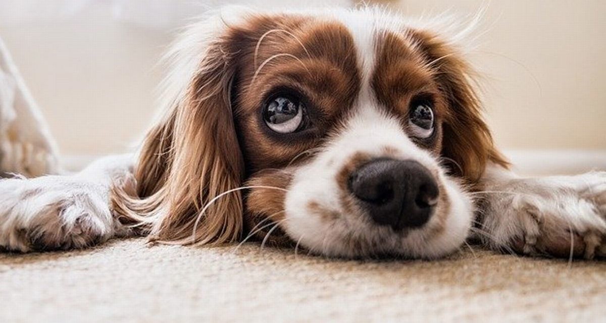 5 consigli pratici prima di adottare un animale domestico