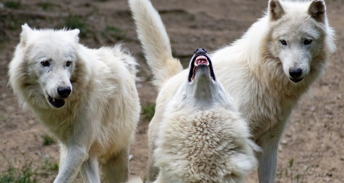 Tortona, in casa nascondeva tre crani di lupo scoperto dai Carabinieri che hanno chiesto l’analisi del DNA