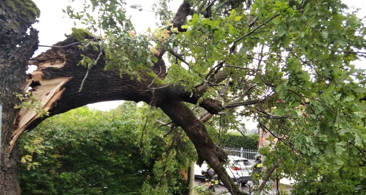 Cade una pianta sulla strada a Viguzzolo, intervengono i Vigili del Fuoco di Tortona