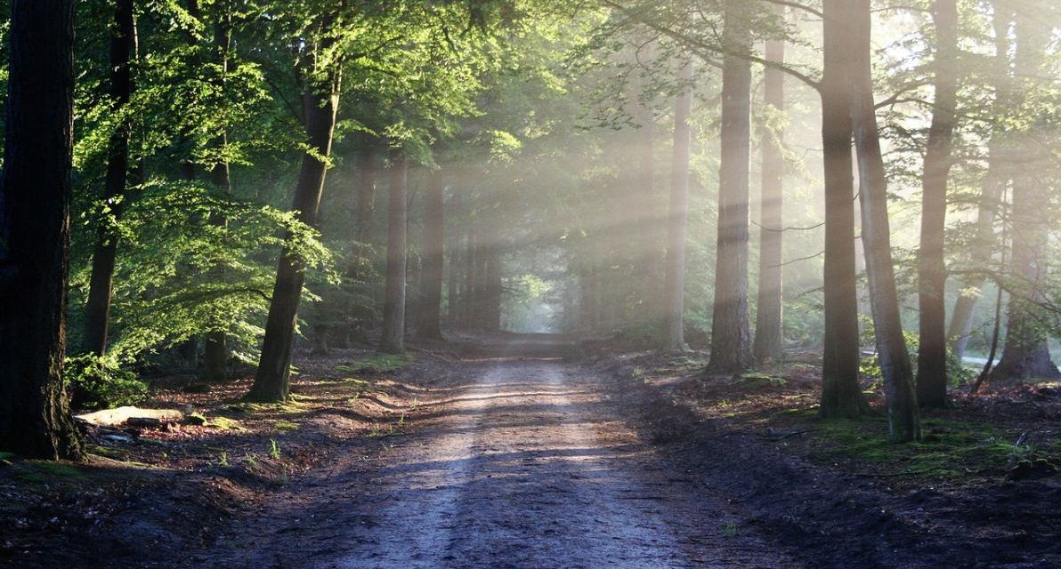 Sabato ad Alessandria nasce il Bosco del Sole
