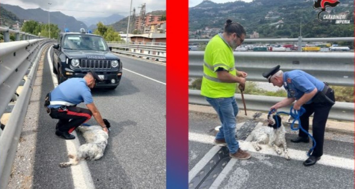 Cane smarrito sul cavalcavia a Ventimiglia, salvo grazie ai carabinieri