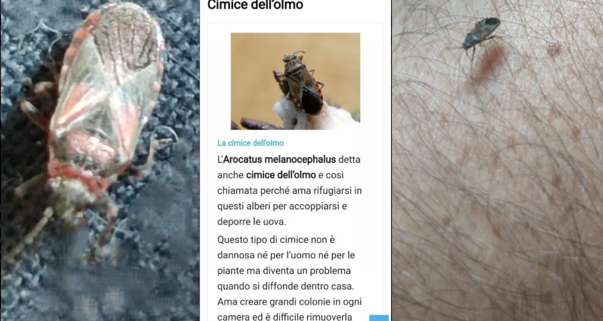 Invasione di cimici in via Di Vittorio a Tortona, cittadini preoccupati