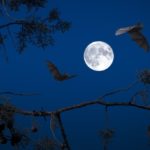 A Camino la Mostra “Pipistrelli: folletti del crepuscolo”