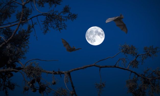 A Camino la Mostra “Pipistrelli: folletti del crepuscolo”
