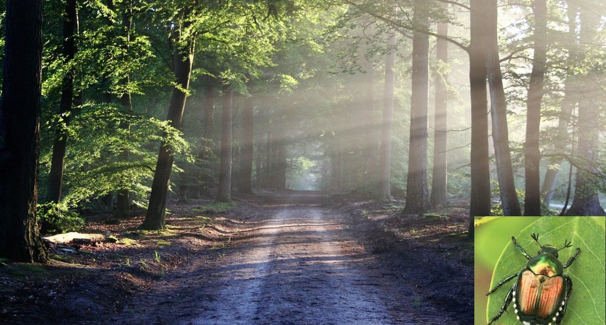 Anche nel Tortonese é Emergenza Popillia Japonica