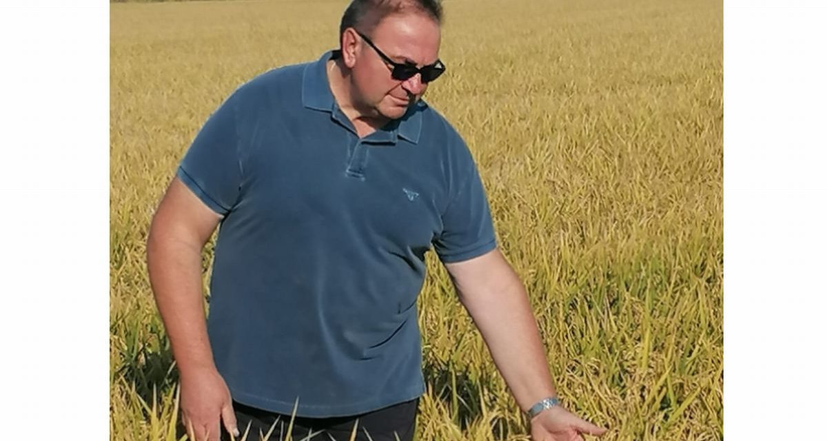 Riso: pronti alla raccolta, la situazione nel casalese