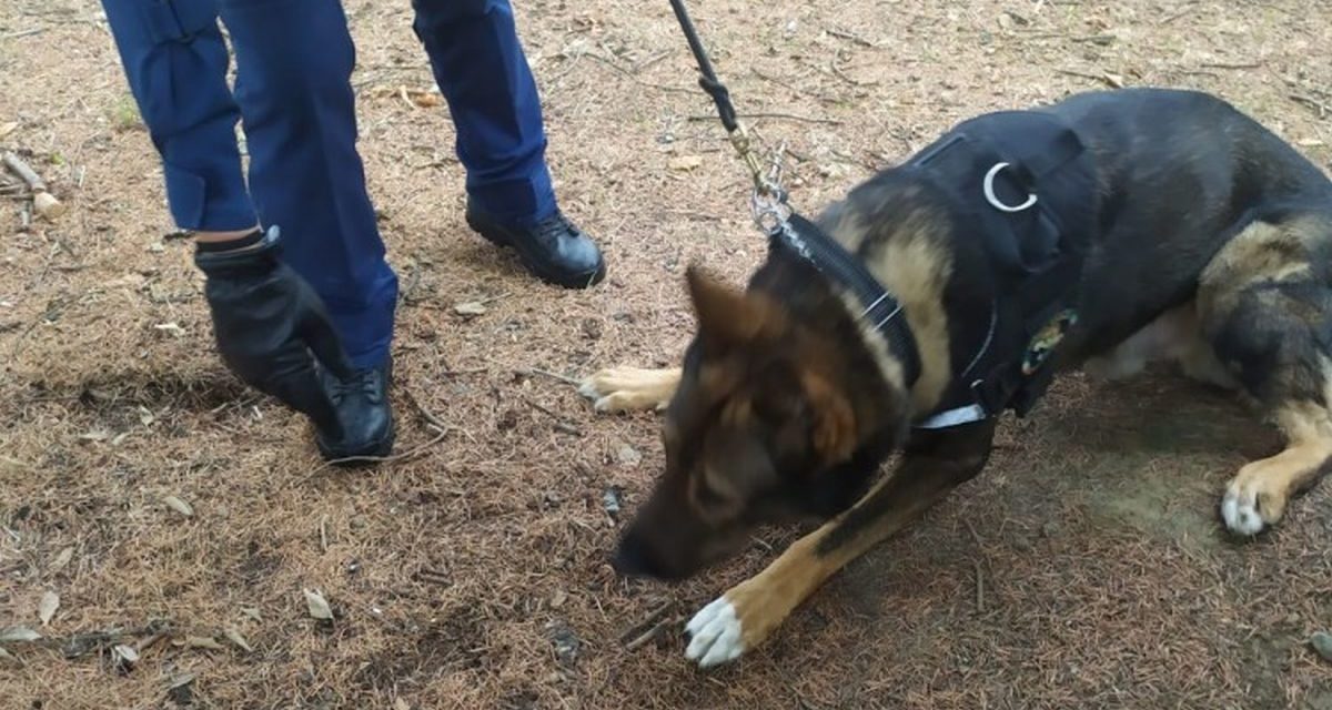 Droga abbandonata ai giardini di Alessandria, al via le indagini