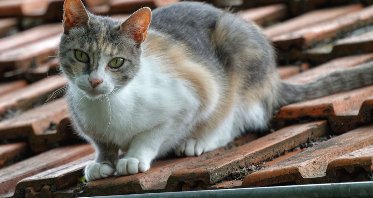 I Vigili del fuoco di Tortona salvano un gattino sul tetto