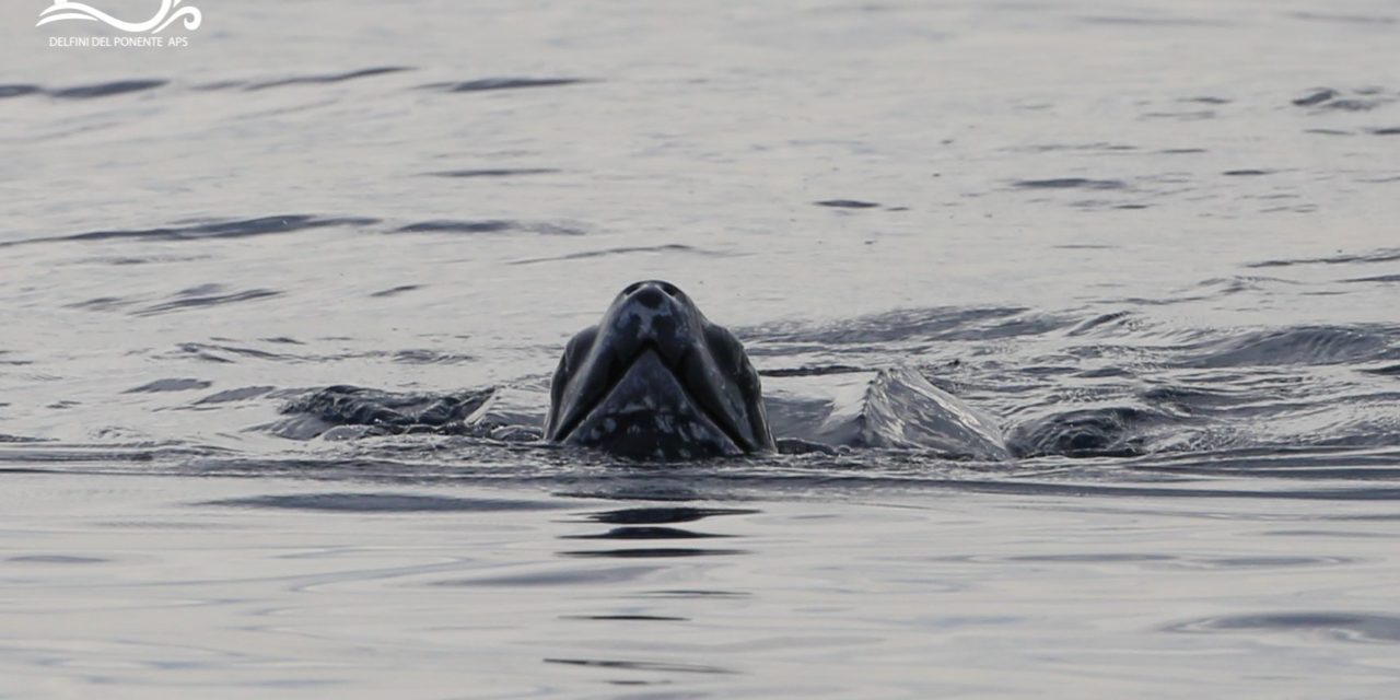 A Imperia avvistata la rarissima tartaruga Liuto