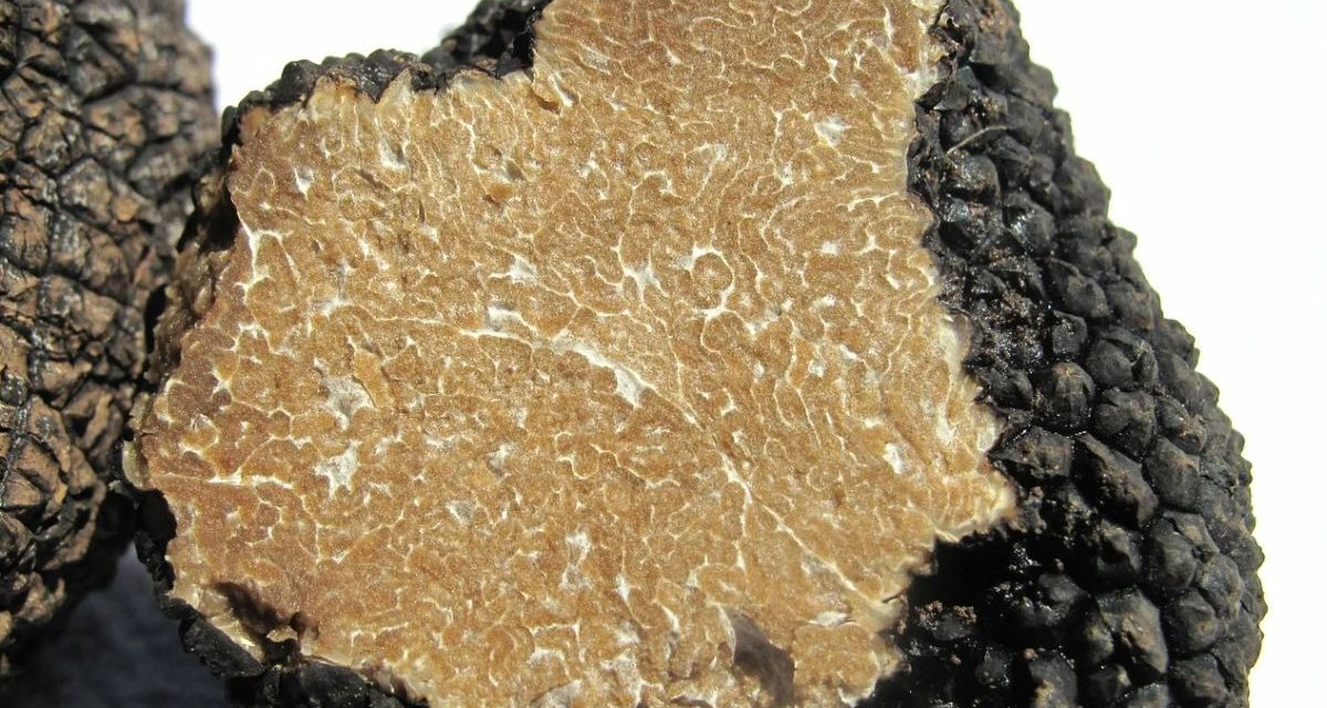 Giovedì a Tortona si cena col tartufo scorzone per bissare il successo dello scorso anno, ecco dove