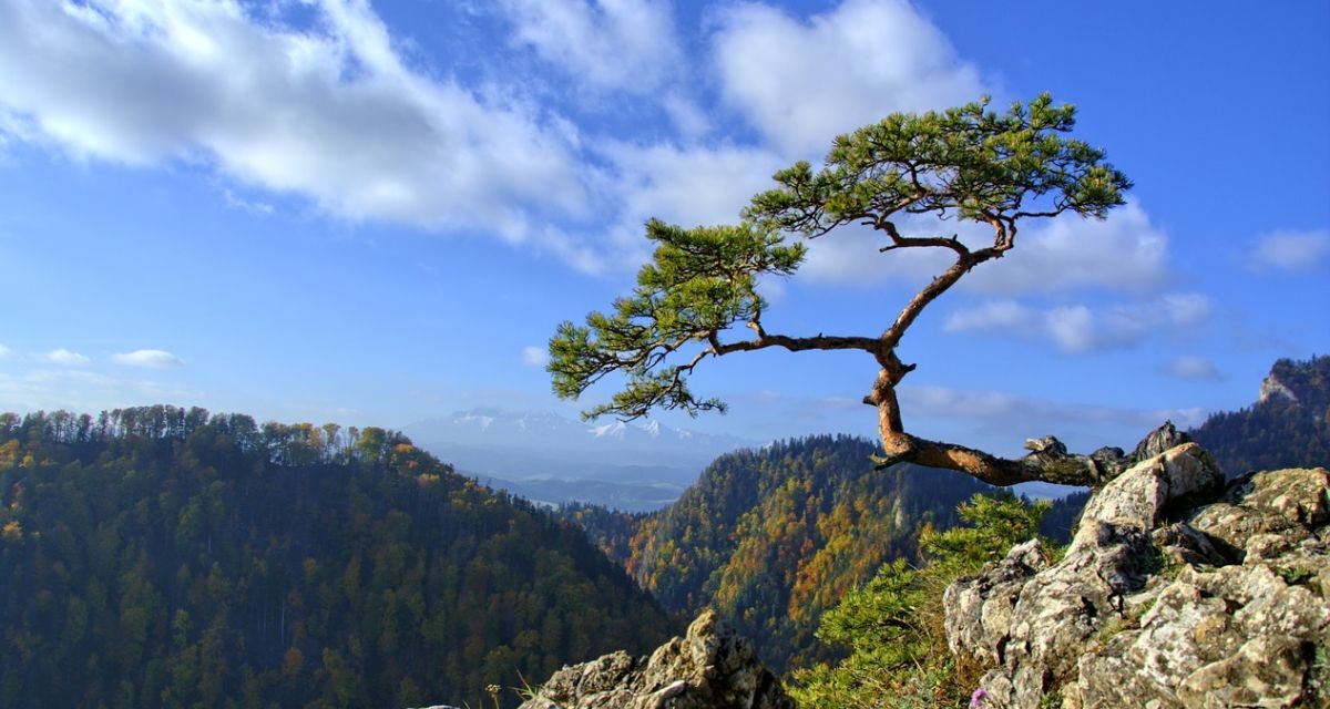 Le iniziative dei Carabinieri forestali di Imperia per la Festa dell’albero