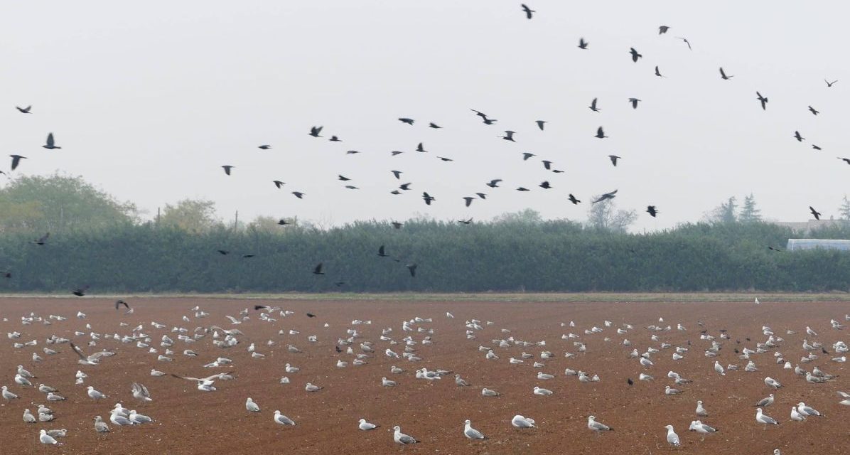 Maxi colonia di gabbiani alla periferia di Tortona. Come cambiano i tempi…