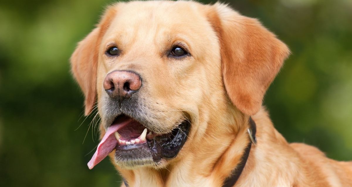 Gratuito anche per tutto il 2022 il Servizio raccolta rifiuti per animali domestici