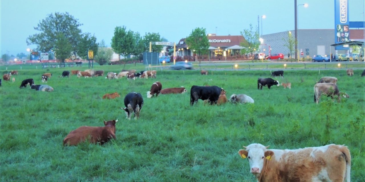 Non é più possibile pascolare sul territorio del Comune di Tortona