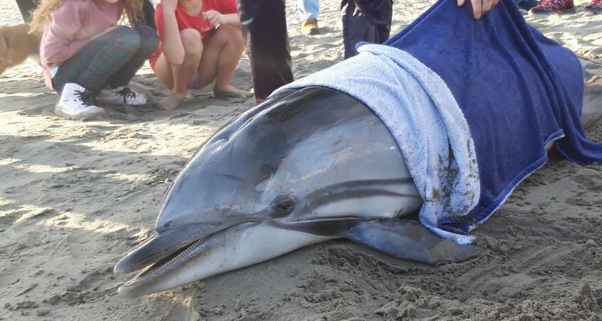 A  Imperia questo delfino è finito sulla spiaggia ma non si é riusciti a salvarlo. Cosa fare in questi casi