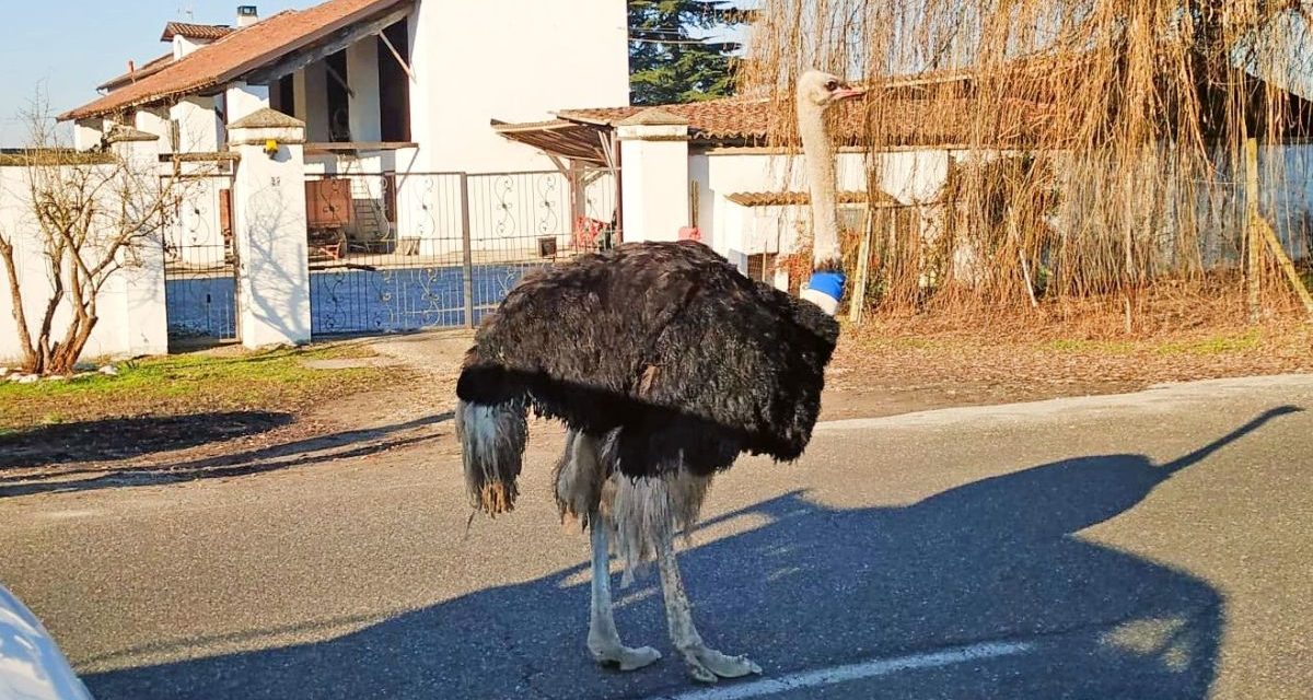 Questo struzzo girovagava per le strade di Casale Monferrato, multato il padrone