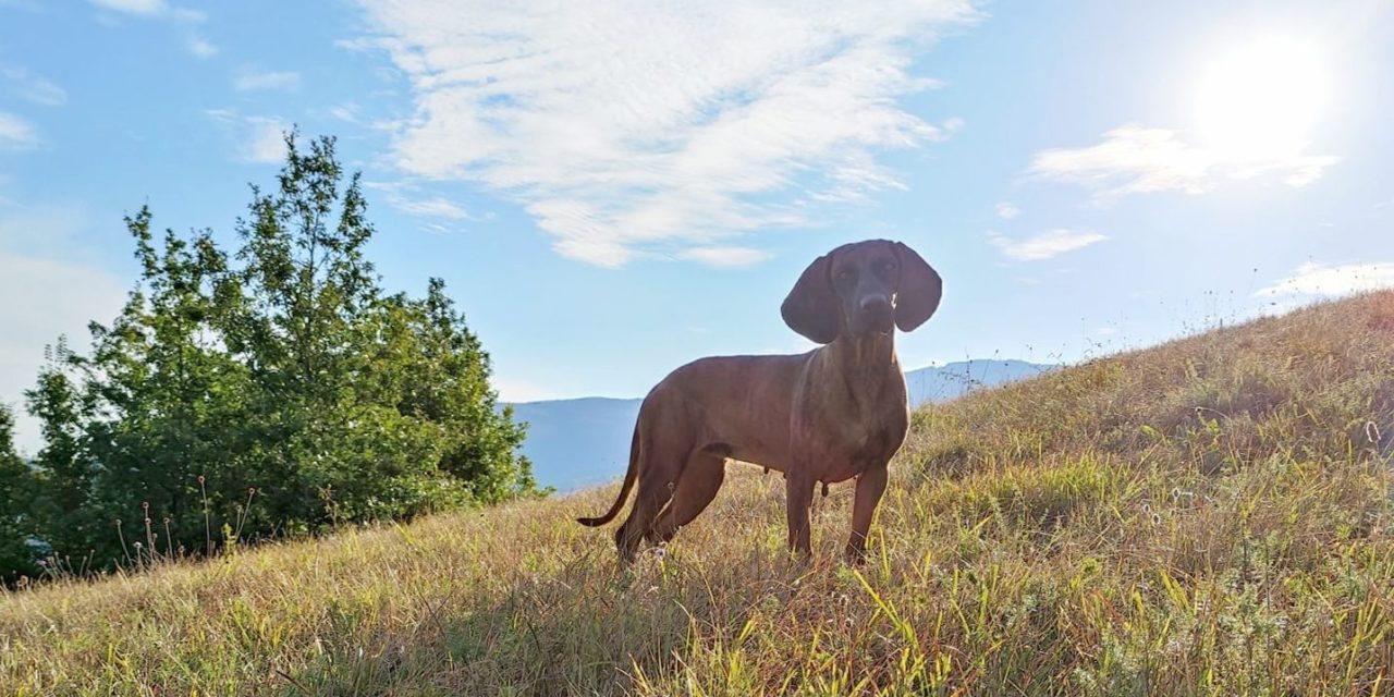 Peste suina africana, L’Enci interviene con cani addestrati per prevenire epidemia