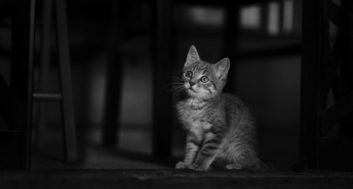 Domani il Piemonte spegne le luci dei monumenti contro il caro bollette