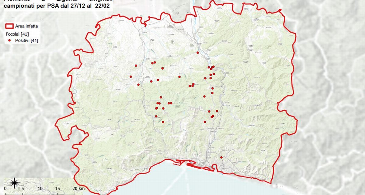 I controlli sulla peste suina nella zona infetta