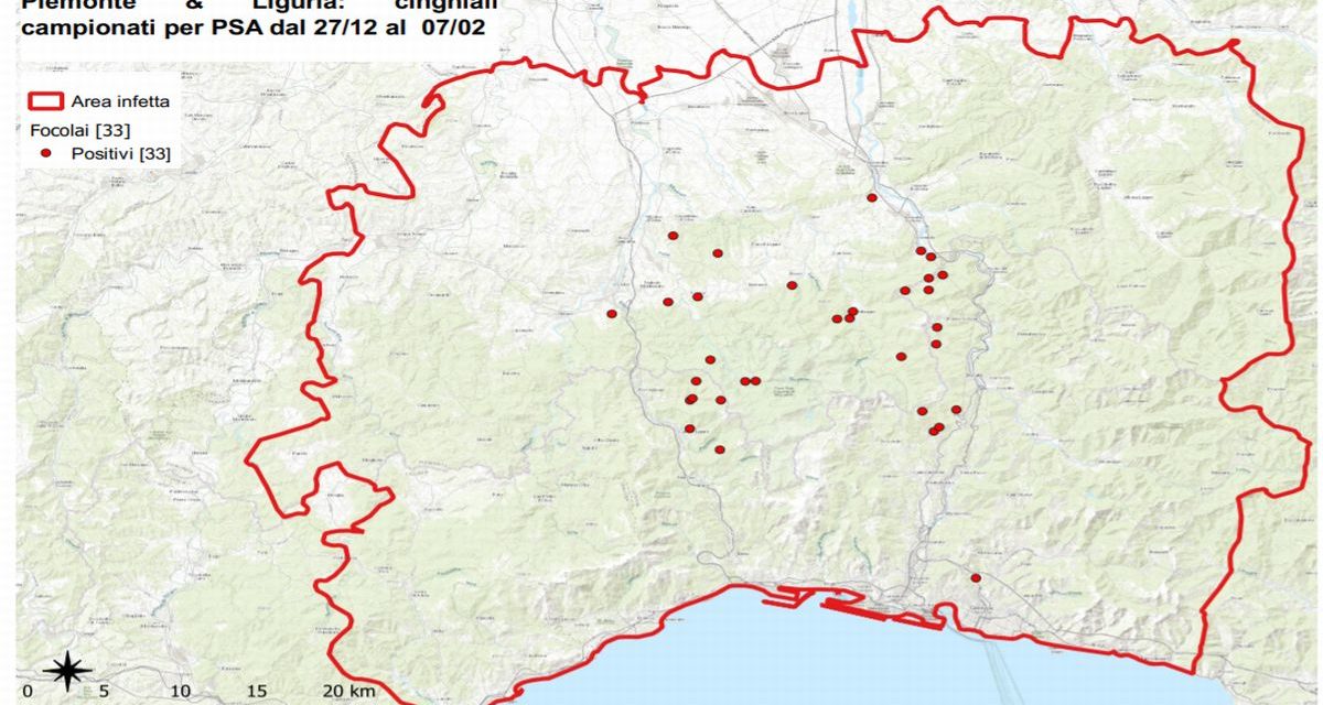 Peste suina, trovati casi ad Arquata Scrivia e Montaldeo
