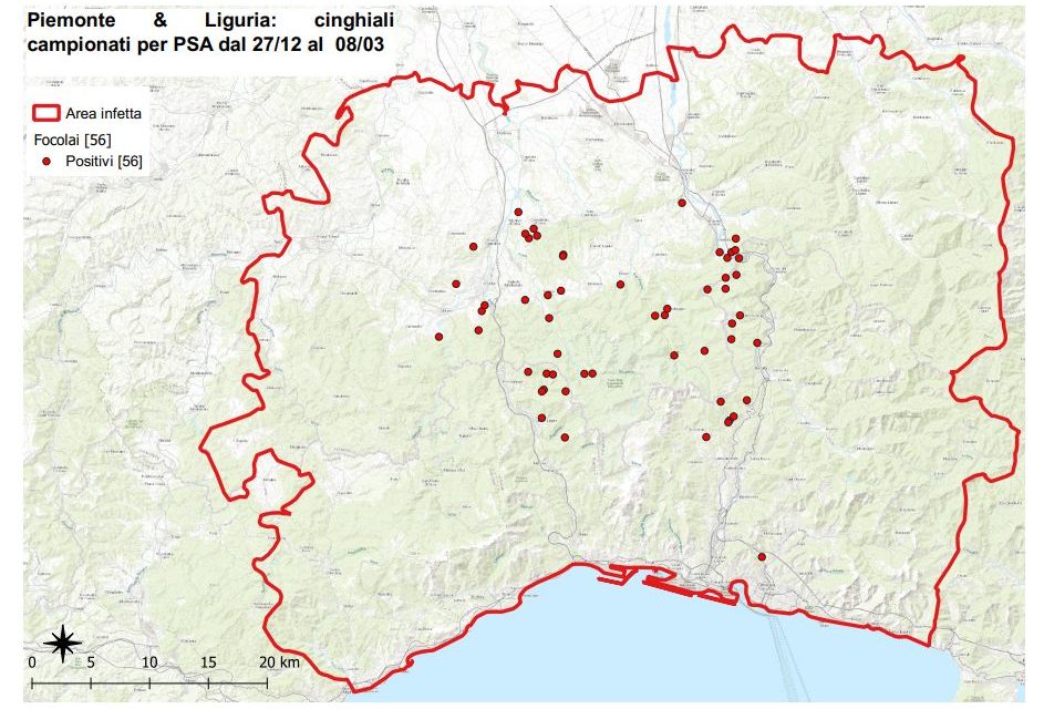I CONTROLLI PER LA PESTE SUINA AFRICANA NELLA ZONA INFETTA