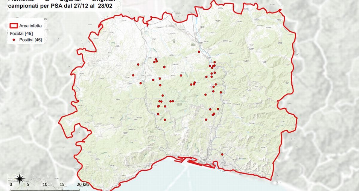 I controlli della peste suina: nessun nuovo caso, restano 46 quelli accertati