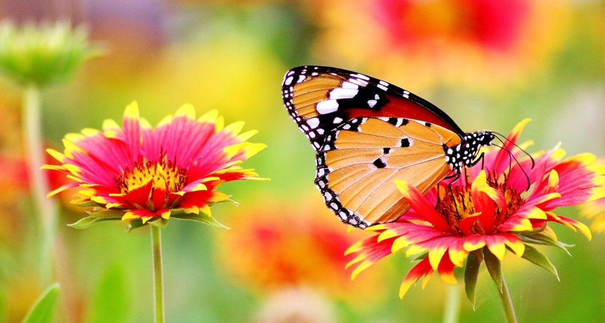 Cercasi volontari per il monitoraggio delle farfalle nel Parco naturale del Po piemontese, a Casale Monferrato