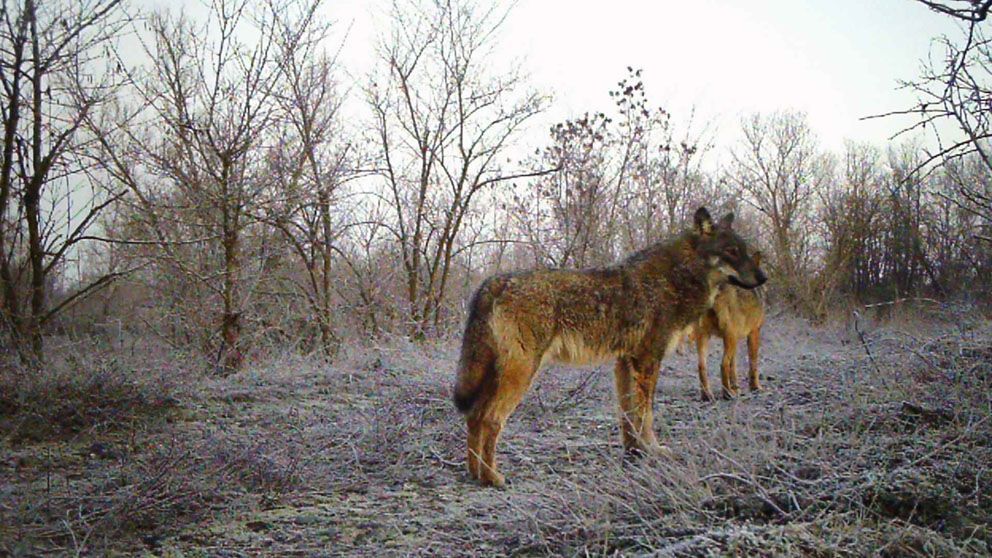 Come vive e cosa mangia il branco di lupi stabilitosi nella pianura a sud di Alessandria