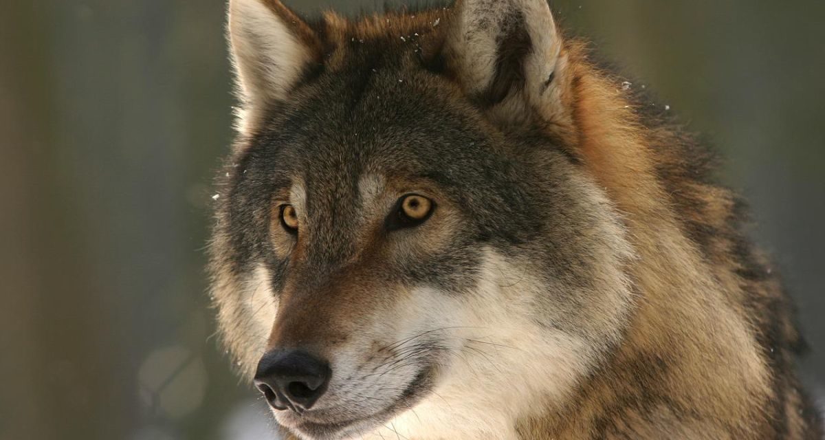 Martedì a Tortona si inaugura una mostra del Cai sui “Carnivori” con convegno finale sul lupo