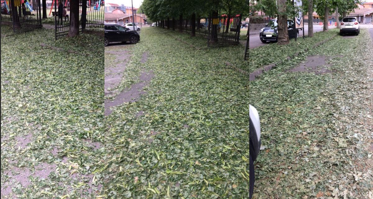 Gestione Ambiente apre un servizio di raccolta per raccoglie le foglie della grandinata di sabato
