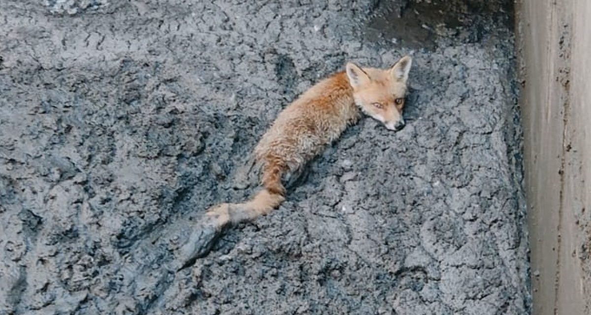 Acqui Terme, il personale di AMAG salva questa volpe caduta nella vasca dei fanghi