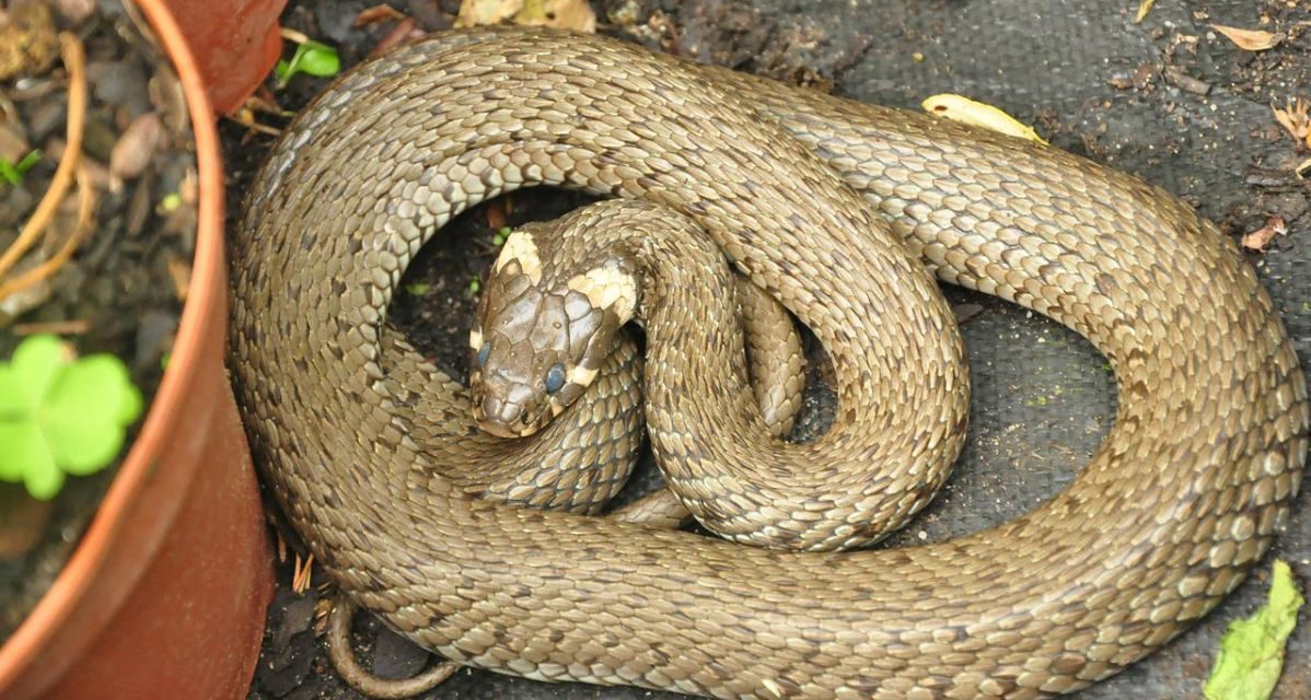 Paura a Tortona per un serpente in giardino, per fortuna intervengono i pompieri