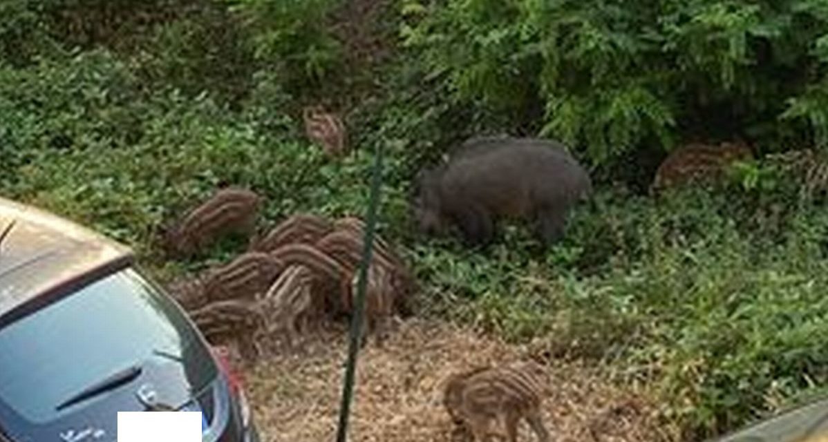In corso Don Orione a Tortona una donna non riesce a prendere l’auto perché assediata da questi cinghiali