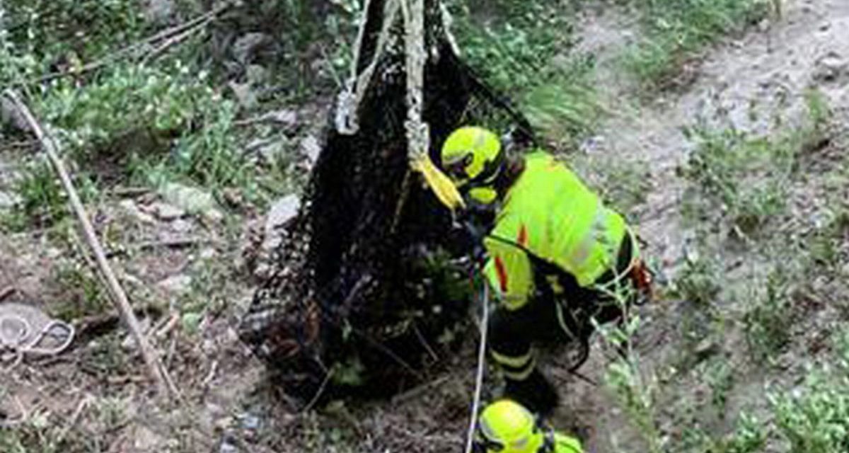 I Vigili del Fuoco di Novi Ligure salvano un bovino