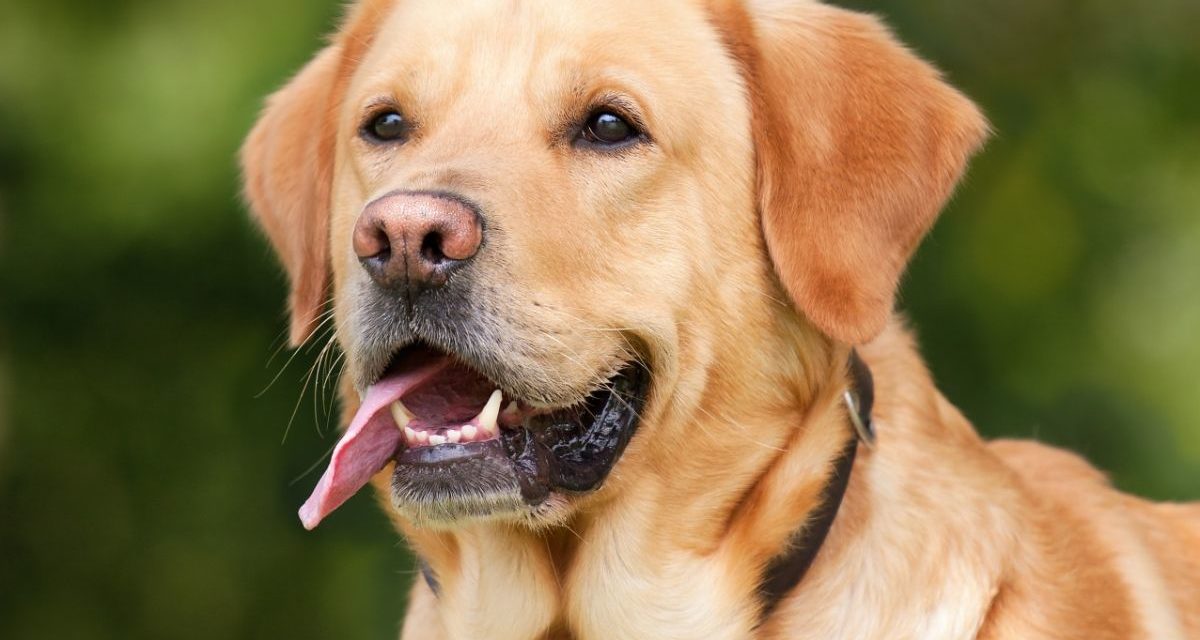 I rischi per la salute del tuo cane: gli infortuni più frequenti