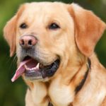 Imperia rafforza la tutela degli animali: al via il servizio di accoglienza e cura per gli animali d’affezione