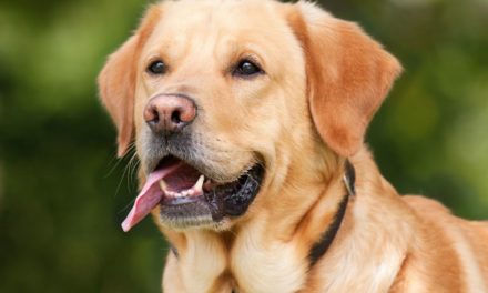 Imperia rafforza la tutela degli animali: al via il servizio di accoglienza e cura per gli animali d’affezione