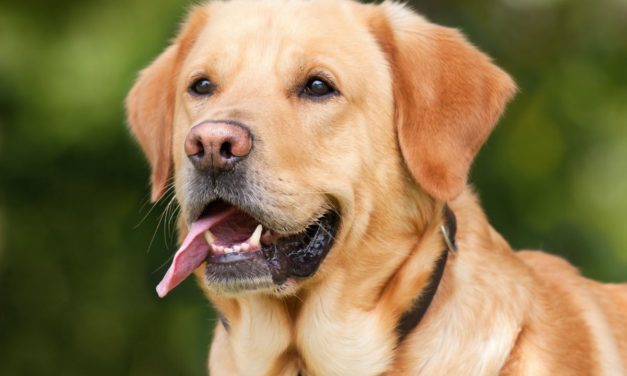 Imperia rafforza la tutela degli animali: al via il servizio di accoglienza e cura per gli animali d’affezione