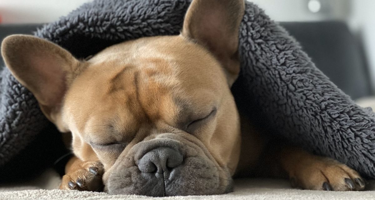 Tortona, donna chiusa fuori casa dal cane che non vuole andare a “sporcare”
