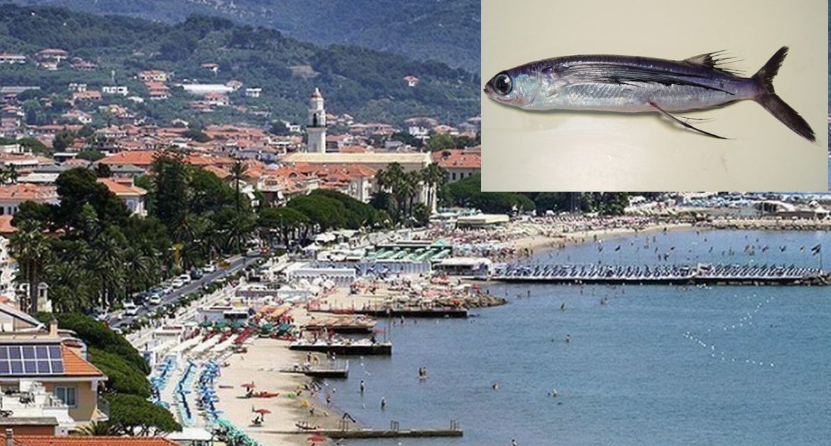 Avvistato un “pesce volante” a Diano Marina. Si tratta di un episodio eccezionale