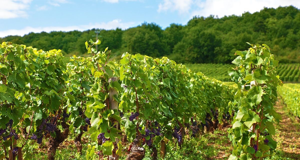 Adottare un filare: perché scegliere una vigna sul Lago di Garda