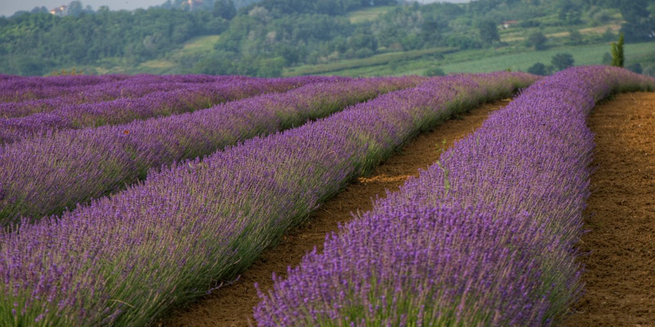 Profumi, natura e solidarietà a Valle San Bartolomeo: domenica la “Passeggiata nella lavanda” a sostegno della ricerca
