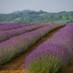 Profumi, natura e solidarietà a Valle San Bartolomeo: domenica la “Passeggiata nella lavanda” a sostegno della ricerca